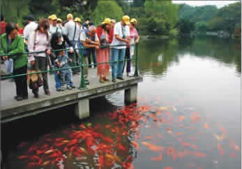 Viewing Fish At Flower Pond