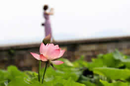 One Day Hangzhou Trip: West Lake Lotus Flower Viewing