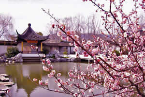 Hangzhou Day Trip: Plum Flower Tour at Chaoshan Scenic Area
