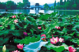 Recommended Hangzhou Day Tour in Summer (Jun.- Aug.)
