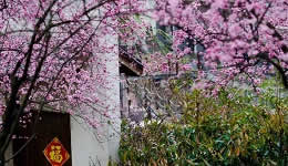Mount Chaoshan celebrates plum blossoms