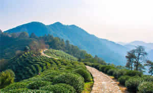 Travel from Shanghai to Hangzhou: Westlake Highlights and Ancient Tea Path Hiking