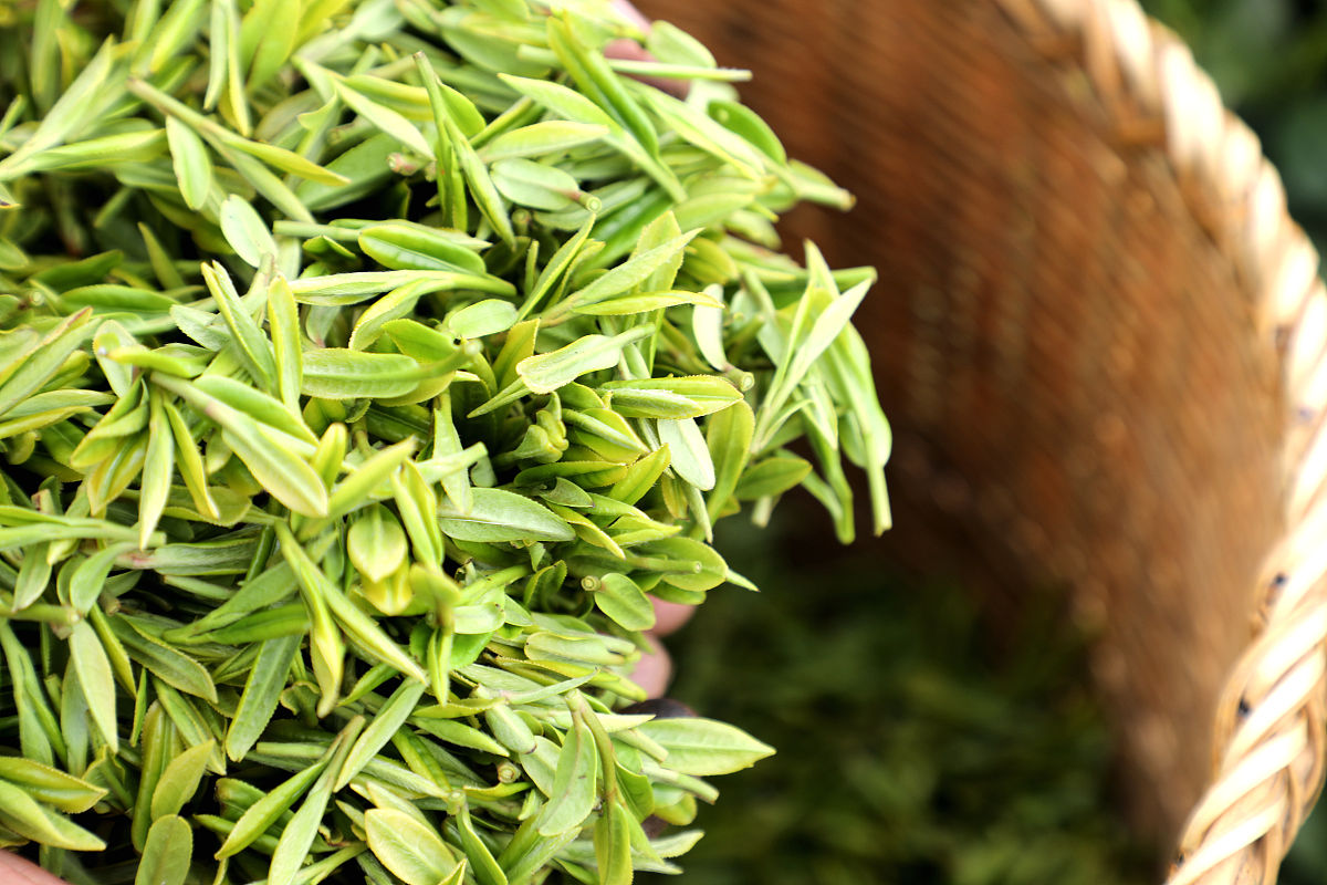 Longjing-Imperial-Tea-Garden-Hangzhou