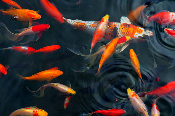 Viewing-Fish-at-the-Flower-Pond