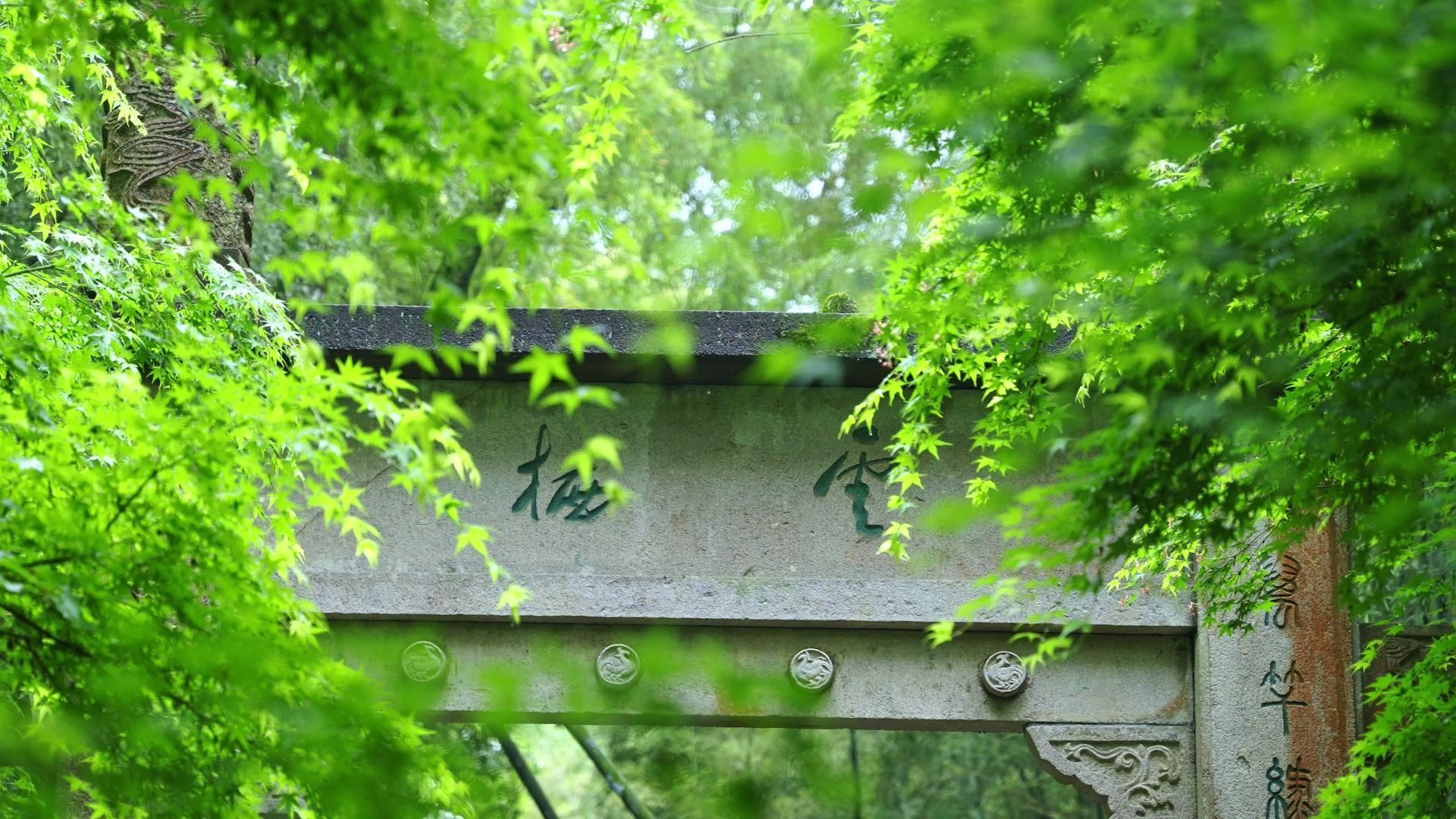 Bamboo-lined-Path-at-Yunqi-Hangzhou