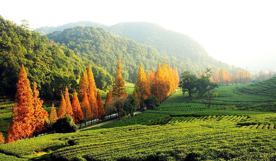 Meijiawu-Tea-Plantation