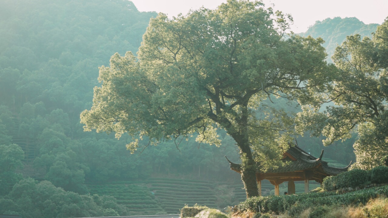 Meijiawu-Tea-Plantation