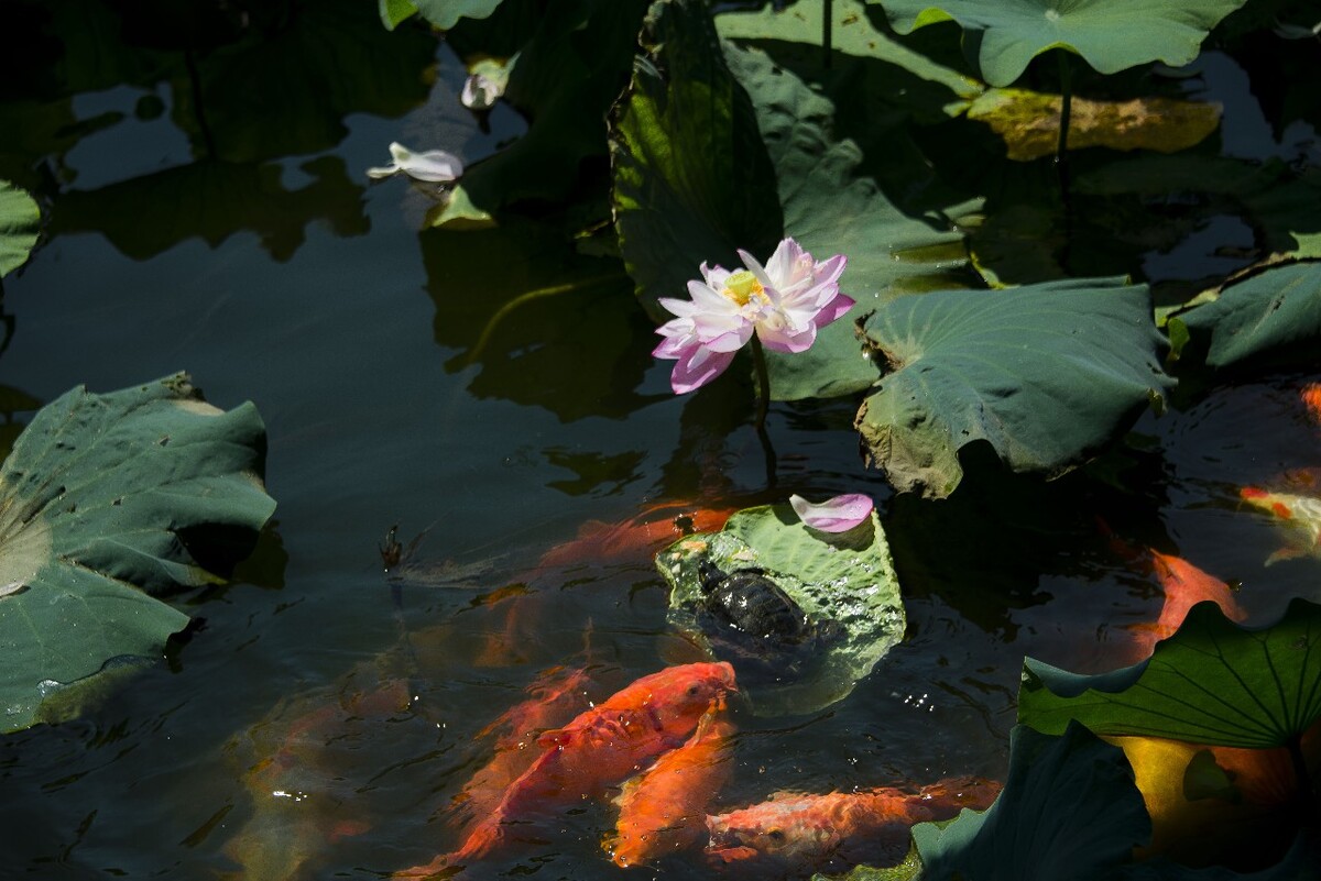 Viewing-Fish-at-the-Flower-Pond Viewing-Fish-at-the-Flower-Pond
