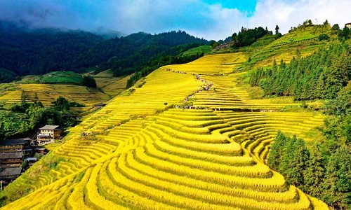 Longji-Rice-Terraces