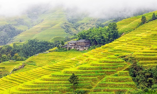 Longji-Rice-Terraces-Longsheng