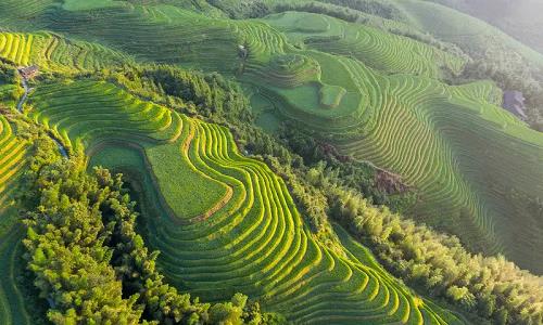 Longji-Rice-Terraces