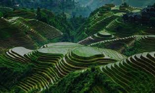 Longji-Rice-Terraces-Yangshuo
