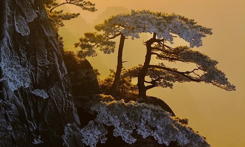 welcom-pine-winter