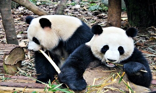 Chengdu-Research-Base-Of-Giant-Panda-Breeding