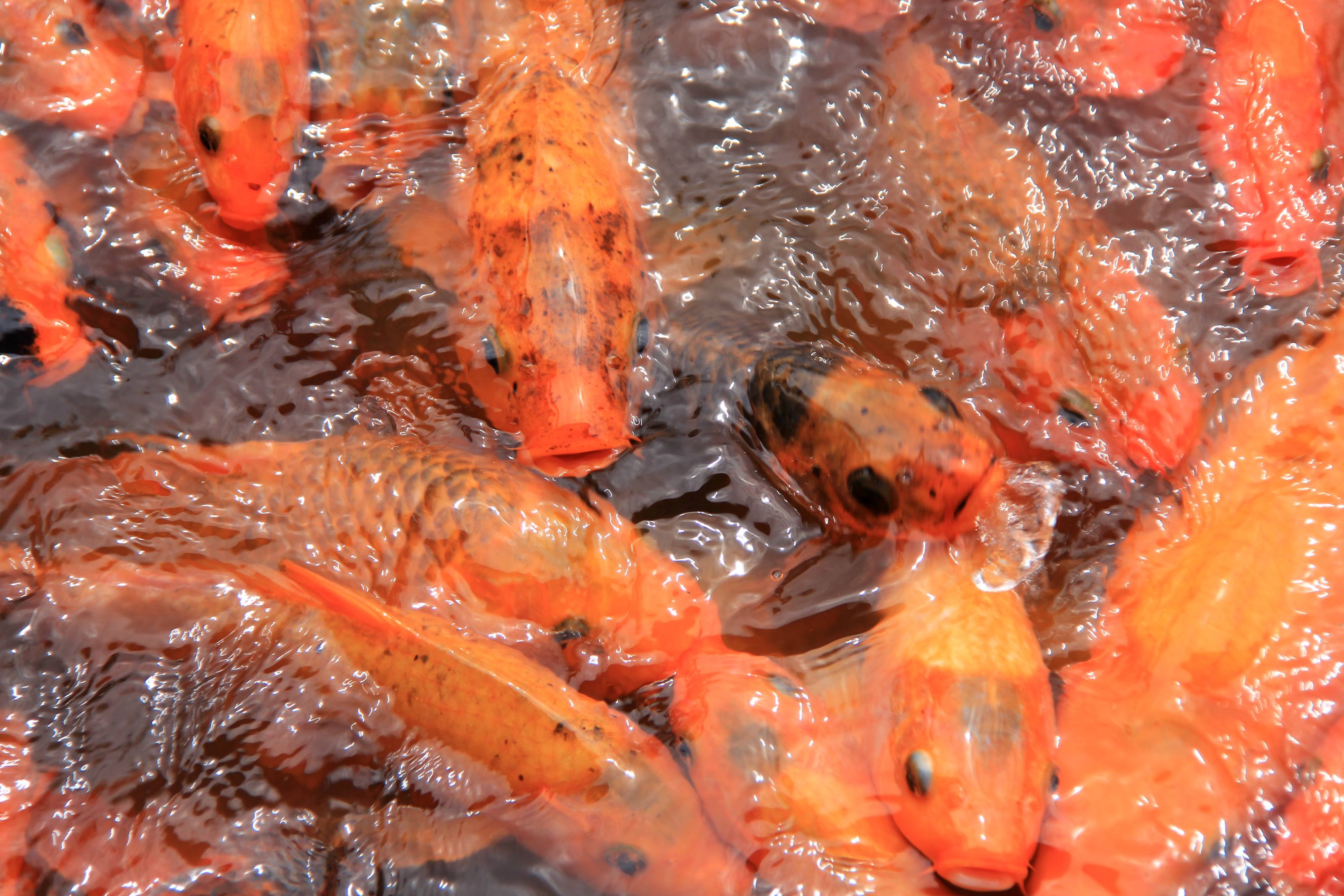 Viewing-Fish-At-The-Flower-Pond