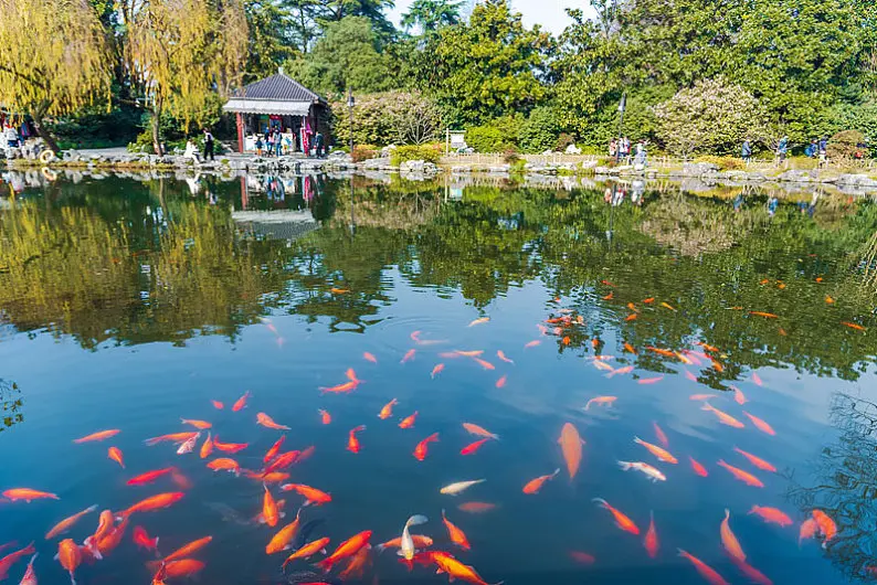 Viewing-Fish-at-the-Flower-Pond Viewing-Fish-at-the-Flower-Pond