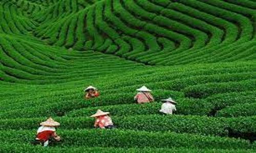 Meijiawu-Tea-Plantation