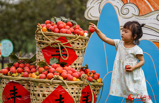 Persimmon-Picking