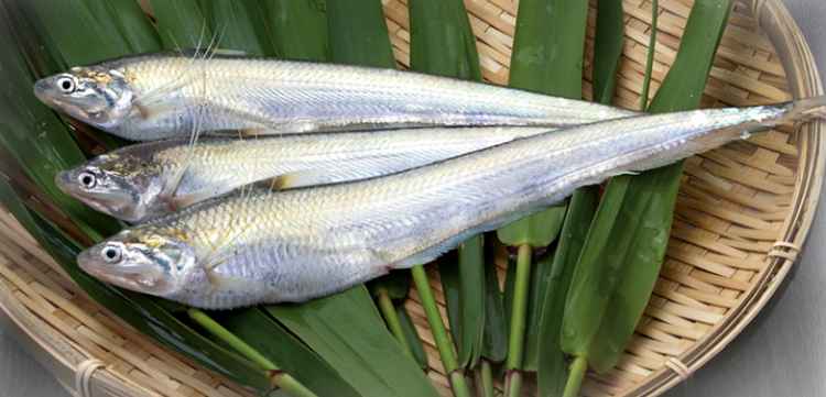 Steamed-White-Knife-Fish3 Steamed-White-Knife-Fish3