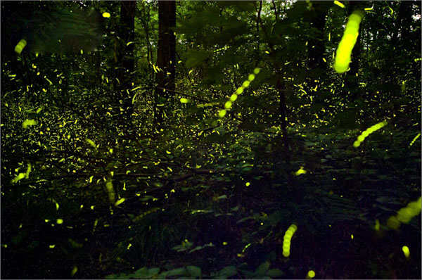 Watching-Fireflies3 Watching-Fireflies3
