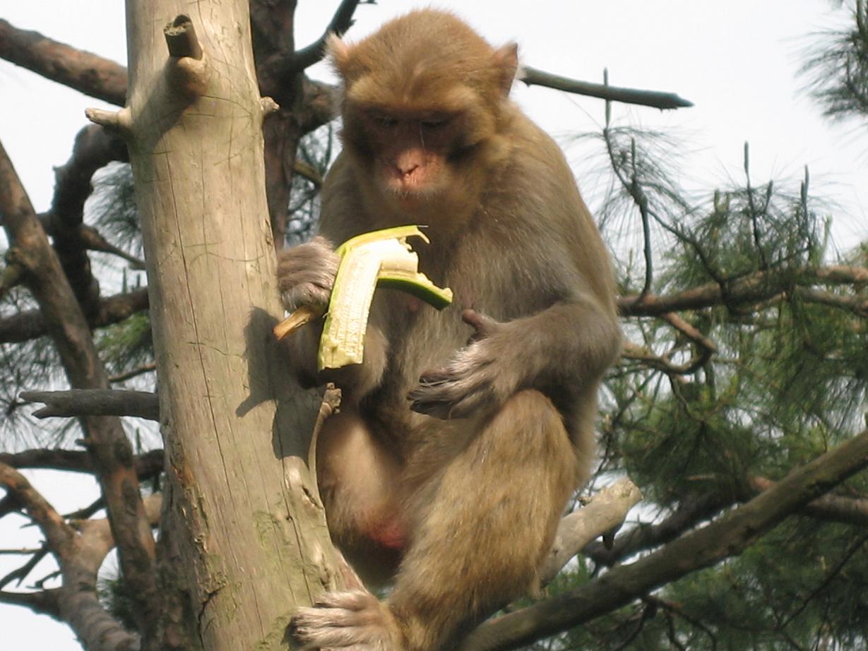 Qiandaohu-monkey