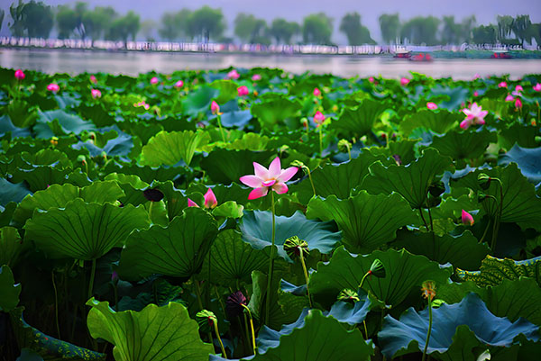 Curved-Yard-and-Lotus-Pool-in-Summer2