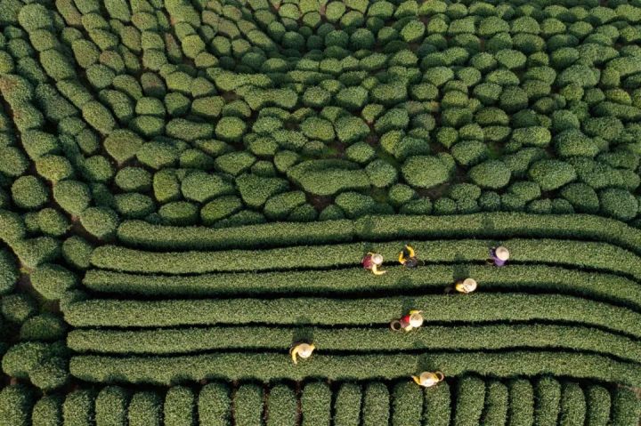 Inquiring-about-Tea-at-Dragon-Well2