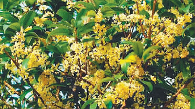 Manjuelong-Village2