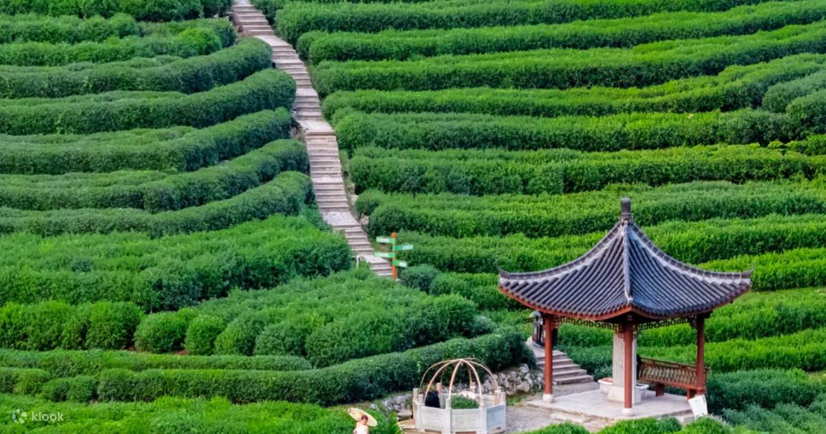 Stroll-Through-Scenic-Tea-Plantations2