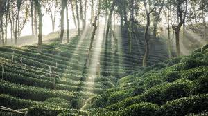 Tea-Village10