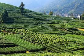 Tea-Village3
