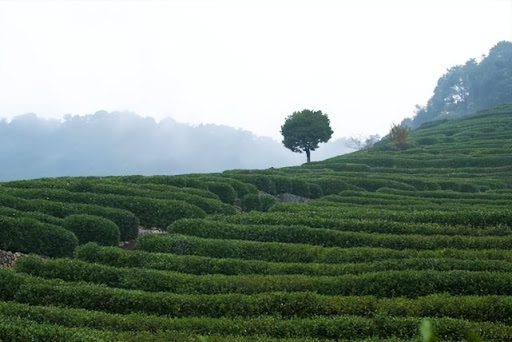 Tea-Village4