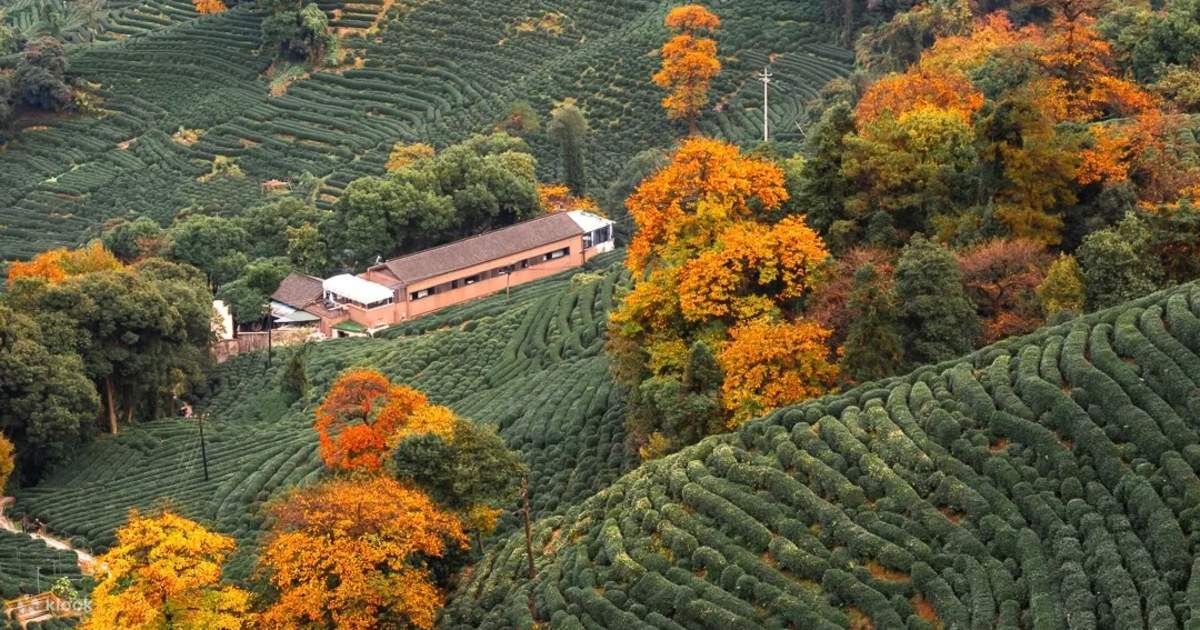 Tea-Village6