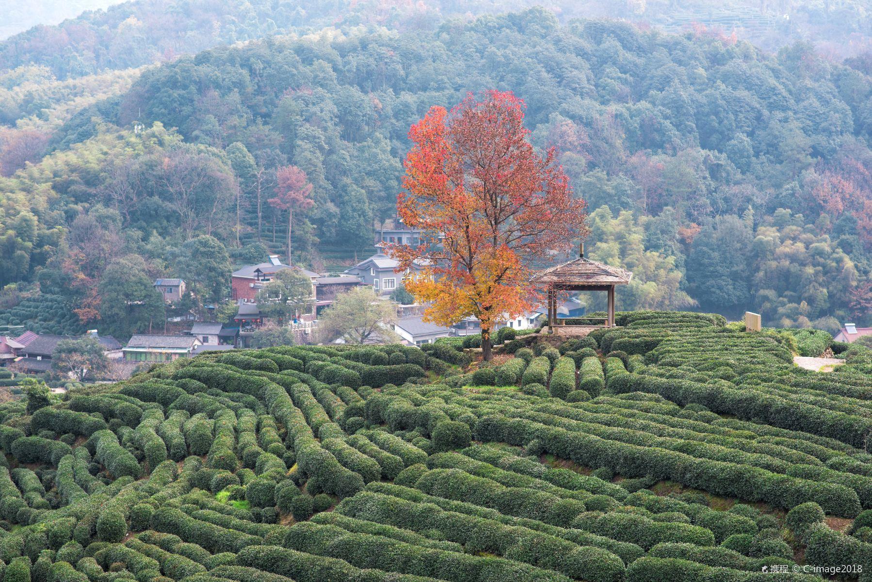 Tea-Village7