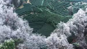 Tea-Village9